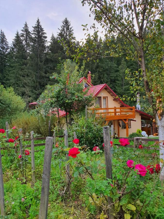 Forest Vibes Spa Cîmpu lui Neag Εξωτερικό φωτογραφία
