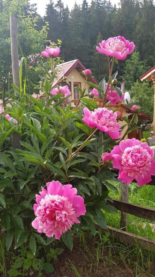 Forest Vibes Spa Cîmpu lui Neag Εξωτερικό φωτογραφία