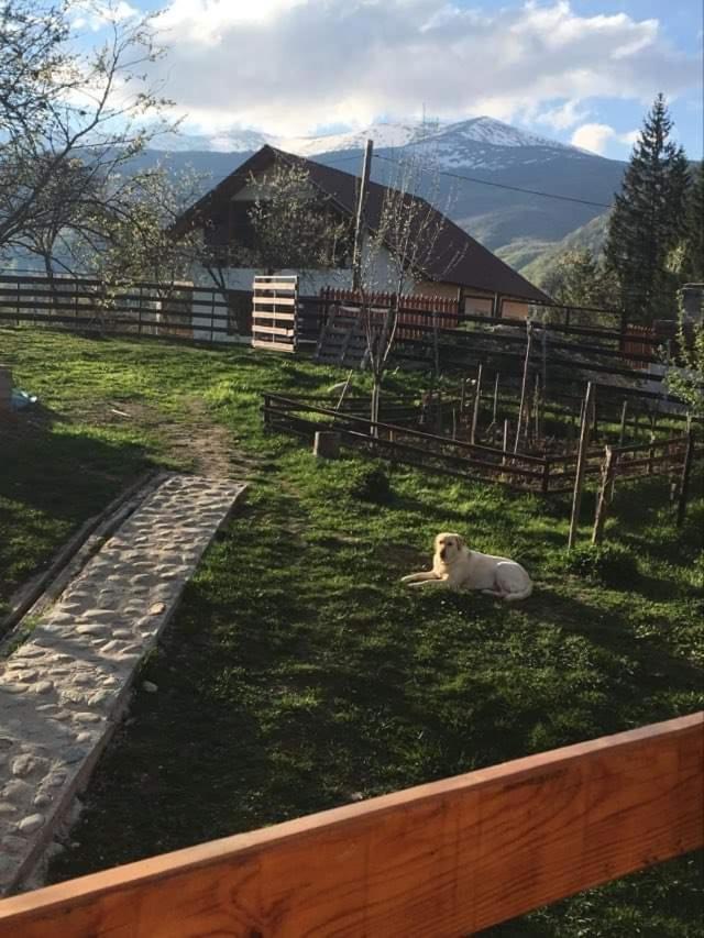 Forest Vibes Spa Cîmpu lui Neag Εξωτερικό φωτογραφία