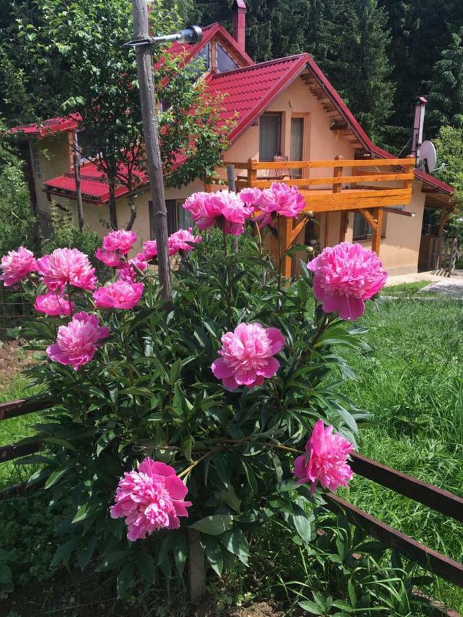 Forest Vibes Spa Cîmpu lui Neag Εξωτερικό φωτογραφία