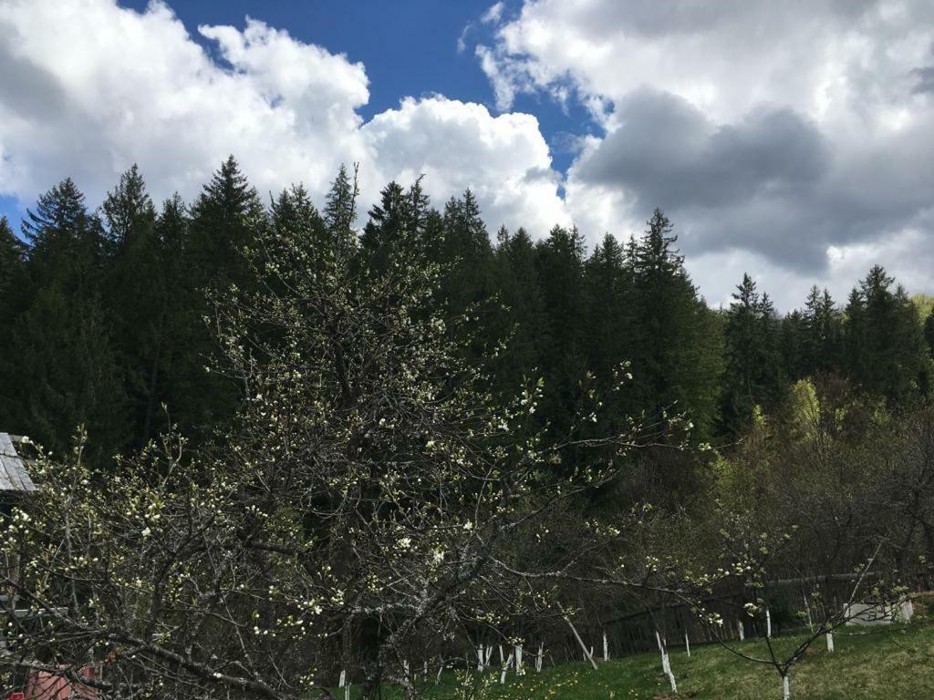 Forest Vibes Spa Cîmpu lui Neag Εξωτερικό φωτογραφία